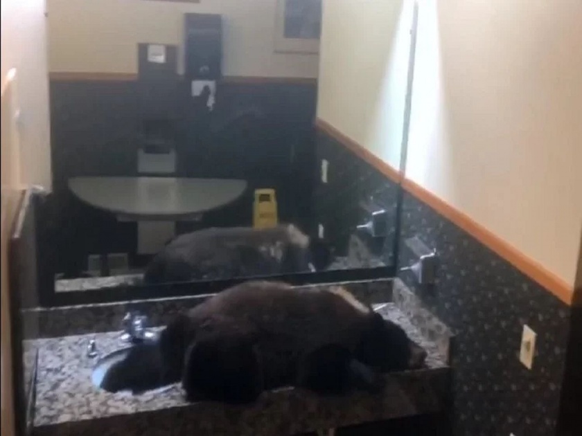Video : Black bear gets stuck in a hotel Womens bathroom in Montana | Video : हॉटेलच्या लेडीज टॉयलेटमध्ये शिरलं अस्वल आणि....