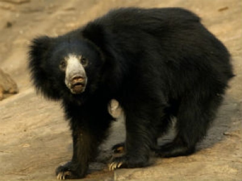 Bear in Mehkar city, fear among citizens | मेहकर शहरात  अस्वलाचा संचार, नागरिकांमध्ये भीती