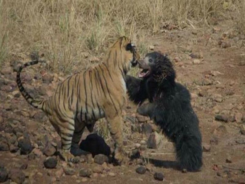Sloth Bear Fearlessly Fights Ferocious Tiger To Save Her Cub In Maharashtra Video Goes Viral | थरारक! पिल्लाला वाचविण्यासाठी अस्वलीणीने दिली वाघाशी झुंज