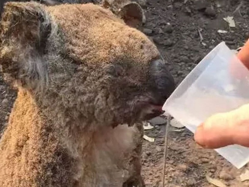 Man offers water to injured koala and rescued him to hospital | जंगलात लागलेल्या आगीत होरपळलेल्या Koala ला नवं जीवनदान, बघा व्हिडीओ