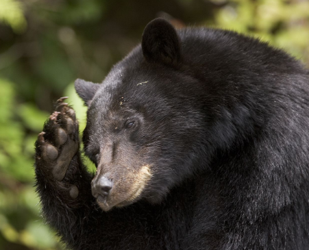 At the time of counting the three bears' eyes | गणनेच्या वेळी तीन अस्वलांचे दर्शन