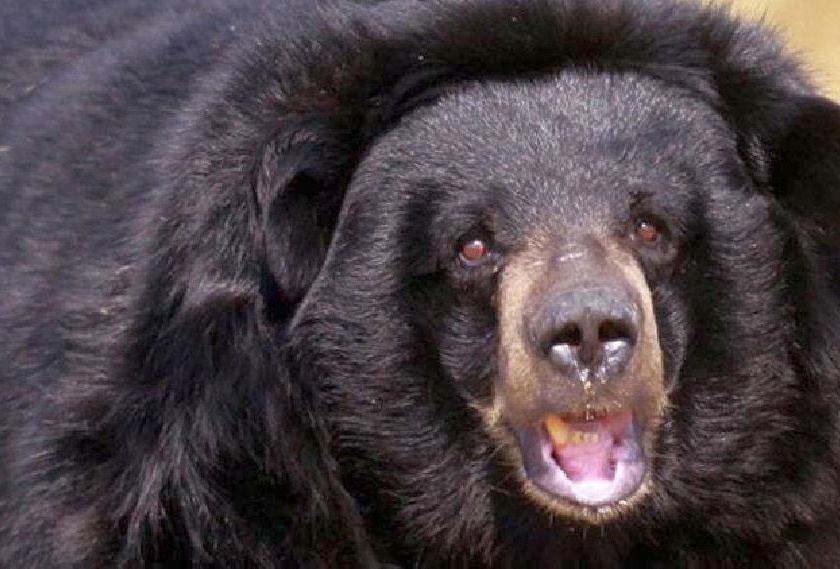 Three laborers who go to pick tendu leaves were injured in a Bear attack | तेंदूपत्ता तोडण्यासाठी गेलेल्या मजुरांवर अस्वलाचा हल्ला; तीन जण जखमी