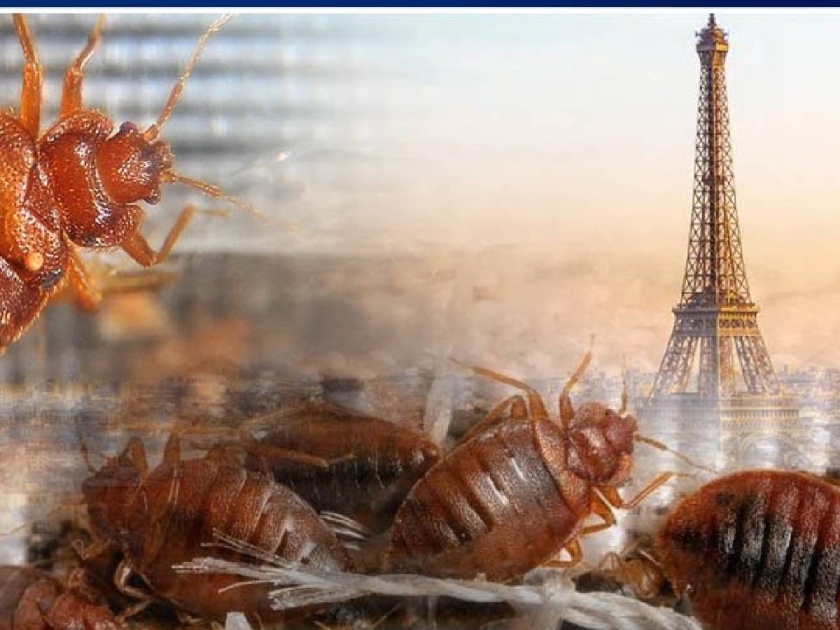 Special Article on The grunt of worms as All of France has been crippled by the armies of the bedbugs | लेख: किड्यांची किरकिर! ढेकणांच्या फौजांनी अख्ख्या फ्रान्सला हतबल केले आहे, कारण...