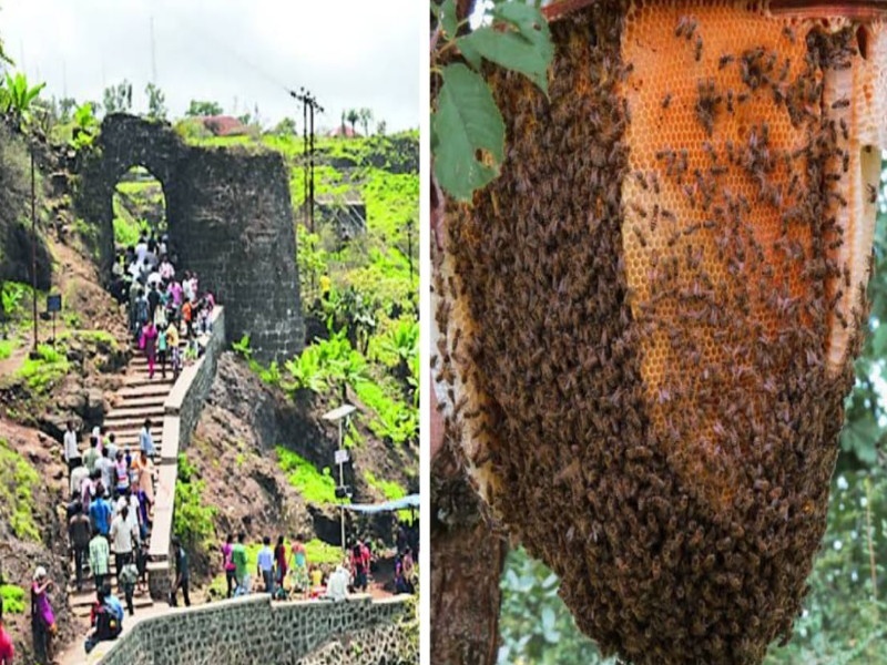 Tourists attacked by bees at Sinhagad Many young people were injured | Sinhagad Fort: सिंहगडावर पर्यटकांवर मधमाशांचा हल्ला; अनेक तरूण-तरूणी जखमी