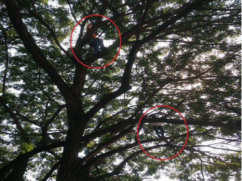 Maratha Reservation: For the Maratha reservation, the agitation on tree infront of the Beed District Collectorate | Maratha Reservation : मराठा आरक्षणासाठी बीड जिल्हाधिकारी कार्यालयासमोरील झाडावर चढून आंदोलन 