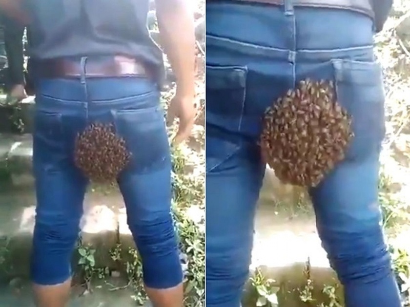 Video: beehive at a most unlikely place, video goes viral on social media | बाबो! मधमाश्यांनी तरूणाच्या पृष्ठभागावरच बनवलं घर, व्हिडीओ पाहून मारून घ्याल कपाळावर हात!