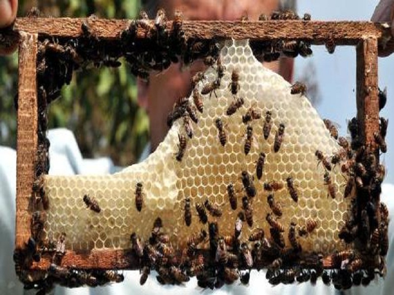 My Agriculture Scheme : Honey Bee farming scheme | माझी कृषी योजना : मधुमक्षिका पालन योजना