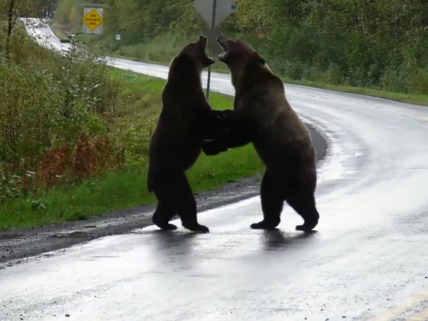 Rare video two bear fight on middle of road watch viral video | भर रस्त्यात दोन अस्वलं आपापसात भिडली; पाहा थरारक व्हिडीओ
