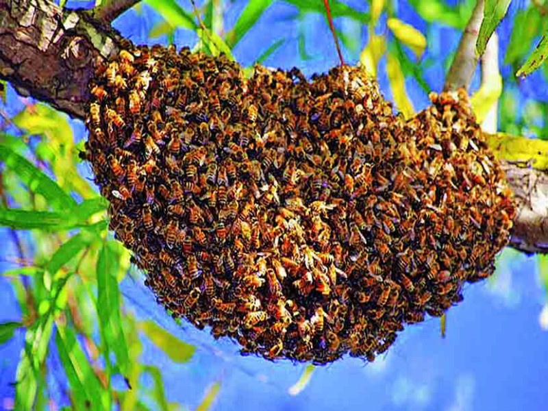 Bees gain 'freedom of movement' in lockdown at pune | पुण्यात लॉकडाऊनमध्ये मधमाशींना मिळाले मुक्तसंचार करण्याचे 'स्वातंत्र्य'