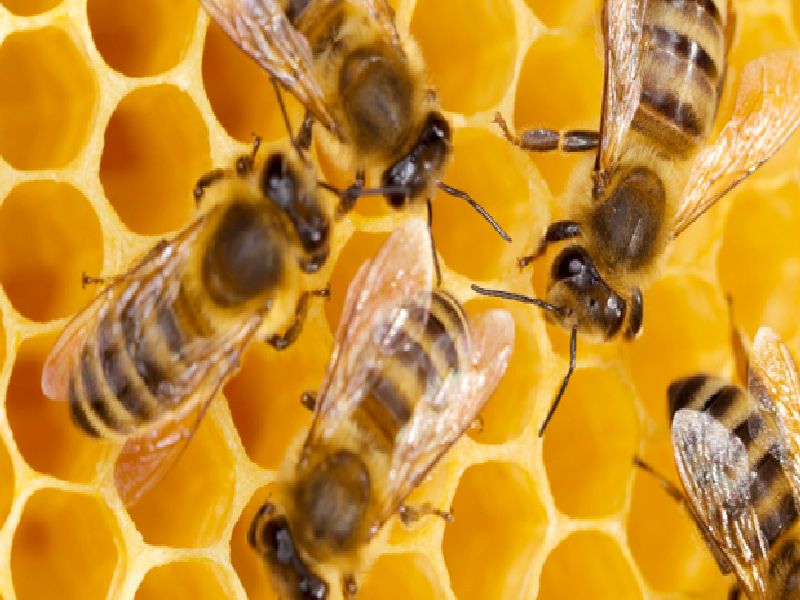 Bee attack: 13 people injured | वऱ्हाडावर मधमाशांचा हल्ला :  १३ जण जखमी