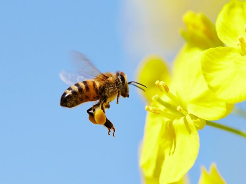 The Bees increased in the borivali, fearful in area | बोरीवलीत मधमाश्या चावण्याचे प्रमाण वाढले, परिसरात भीतीचे वातावरण