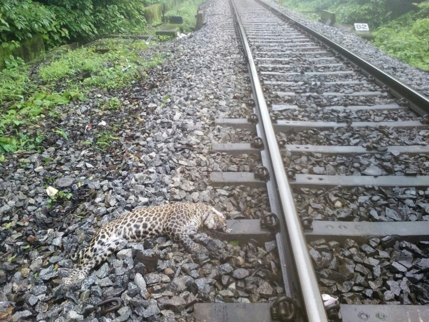 Belgaum: Leopards on the railway track collapsed, suspected of being hit by a train | बेळगाव : रेल्वे रुळावर बिबट्या सापडला मृतावस्थेत, रेल्वेची धडक बसल्याचा संशय
