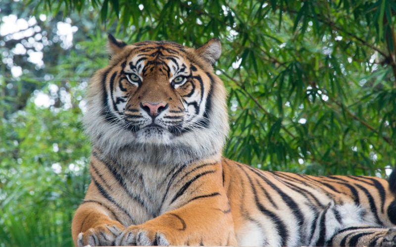 Four tigers from Brahmapuri, Sindevahi and Savali will go to Navegaon | ब्रह्मपुरी, सिंदेवाही व सावलीतील चार वाघ जाणार नवेगावबांधला
