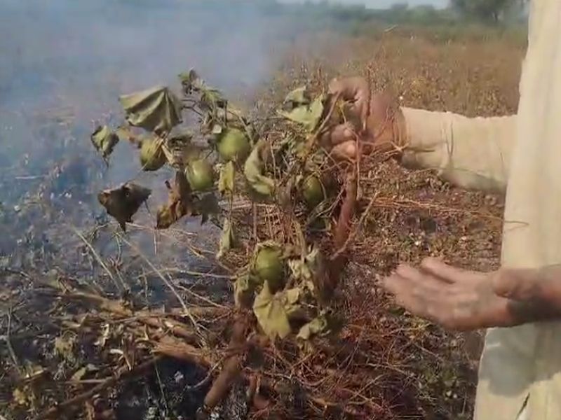 As the bollworm fell on the cotton, the farmer uprooted the cotton crop in the field and burnt it |  कापसावर बोंड अळी पडल्याने शेतकऱ्याने शेतातील कापूस पीक उपटून जाळला