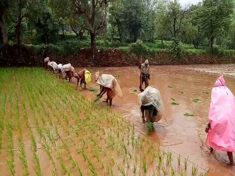 Control weed for rice crop: Agriculture Department's advice | भात पिकासाठी तण नियंत्रण करा : कृषी विभागाचा सल्ला