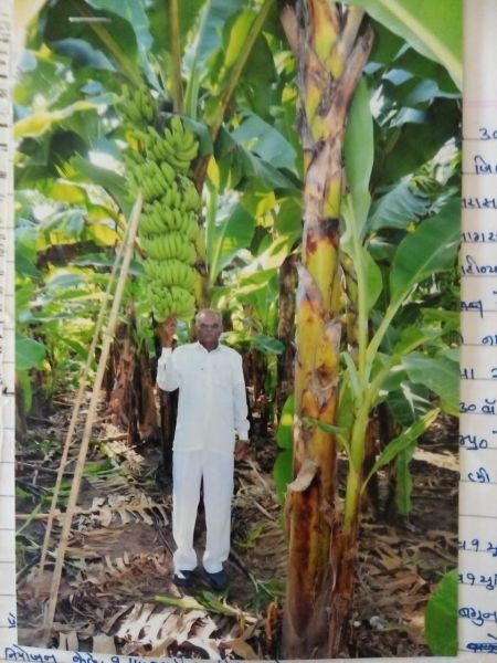 Flora banana garden in Wahe village of Bhadgaon taluka | भडगाव तालुक्यातील वाक येथील शेतकऱ्याने फुलवली केळीची बाग