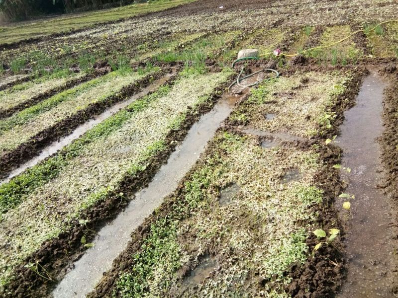 Ockhi effect on farming | ओखीतील पावसाने केली भाजीच्या शेतीची नासाडी; उत्तन परिसरातील भाजीपाला शेतीचे नुकसान