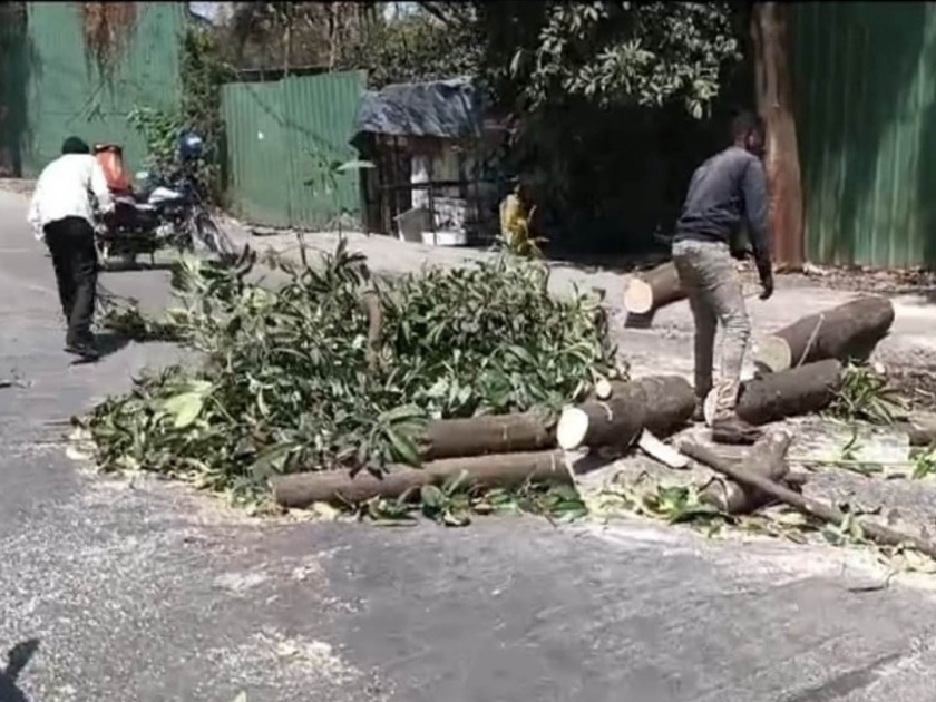 bjp ex corporator makarand narvekar has claimed that the contractor carrying out tree felling and trimming from bmc are not experts | गाळ काढणाऱ्यांच्या माथी वृक्षछाटणी, माजी नगरसेवकाने केला दावा