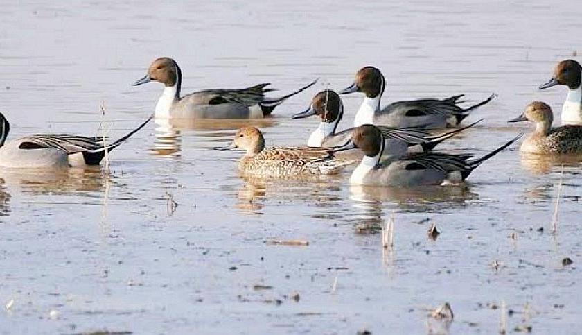 chirping of migratory birds in lakes in Bhandara district | भंडारा जिल्ह्यातील तलावांत विदेशी पक्ष्यांचा किलबिलाट; पक्षीप्रेमी सुखावले