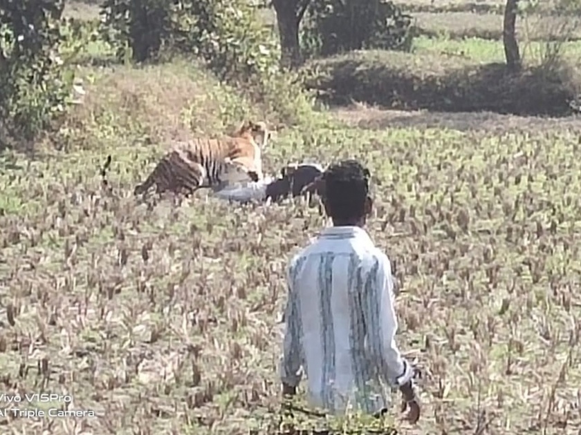 Three injured in tiger attack in Bhandara | ...अन् 'ते' मृत्यूच्या जबड्यातून परतले; गावकऱ्यांमुळे तिघांचे प्राण वाचले