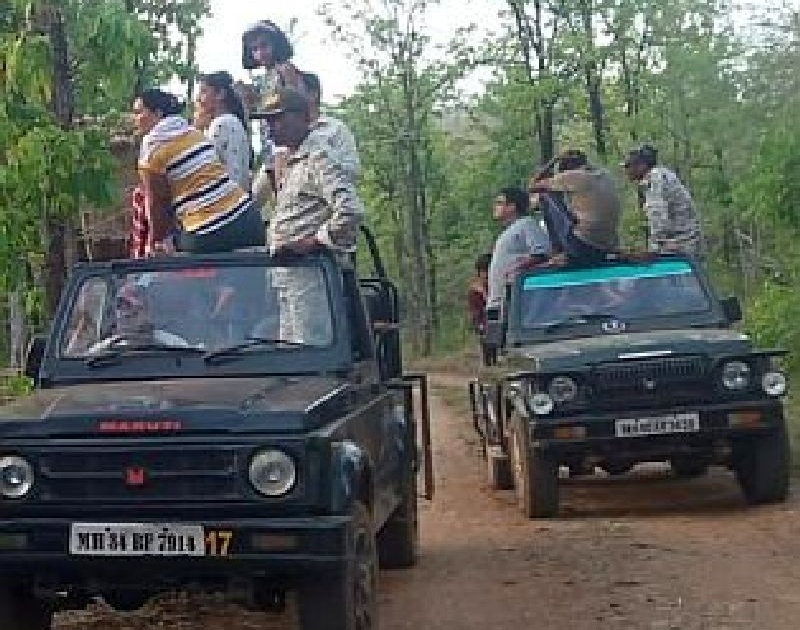 Abusive treatment to tourists by female gypsy driver during jungle safari at navegaon nagzira tiger reserve | जंगल सफारीदरम्यान महिला जिप्सी चालकाने घातला गोंधळ; पर्यटकांना मनस्ताप