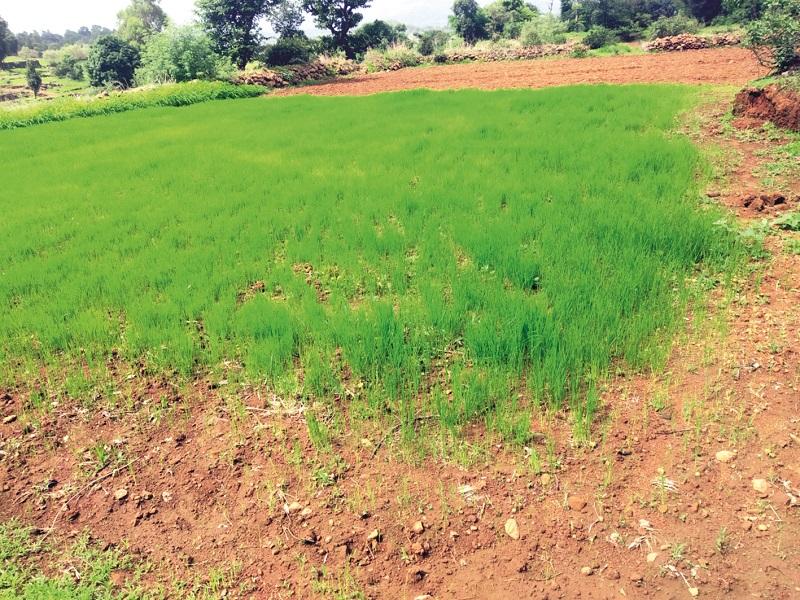 Rainfall in Bhandardara catchment area | भंडारदरा पाणलोट क्षेत्रात पावसाची दडी; भात रोपे सुकू लागली