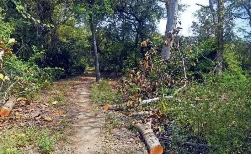 Bharatvan's proposed 500 meter road canceled in Nagpur | नागपुरातील भरतवनचा प्रस्तावित ५०० मीटर रस्ता रद्द
