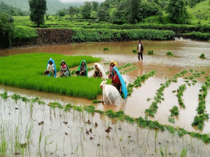 cultivation only 34 percent of the rice in the state | राज्यात भाताच्या अवघ्या ३४ टक्क्यांवर पेरण्या