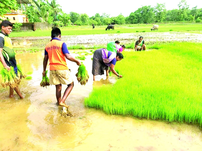 Baliraja sukhavala, rice planting work is almost done | बळीराजा सुखावला, भात लावणी कामाची लगबग