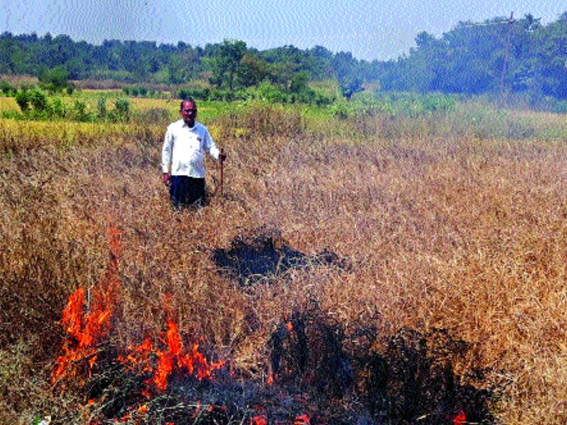paddy crop setting fire by farmer | भाताचे पीक दिले शेतकऱ्याने पेटवून