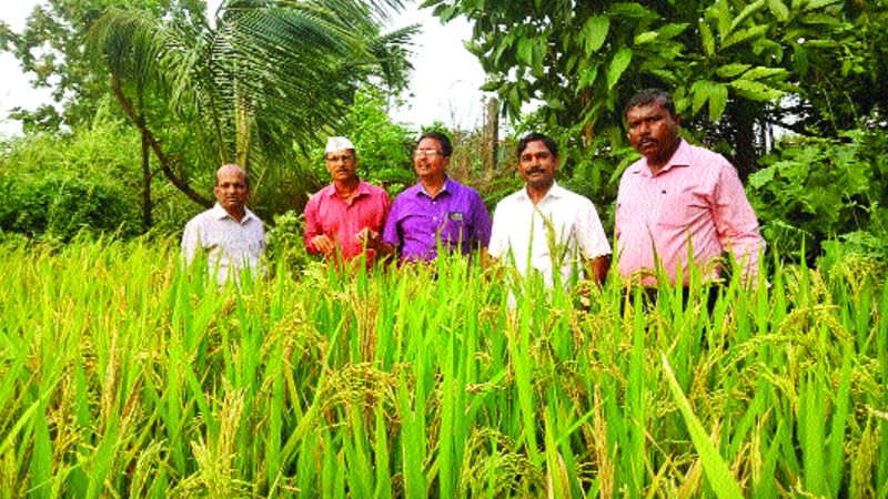 Water management needs for rice crop | भात पिकासाठी पाणी व्यवस्थापनाची गरज