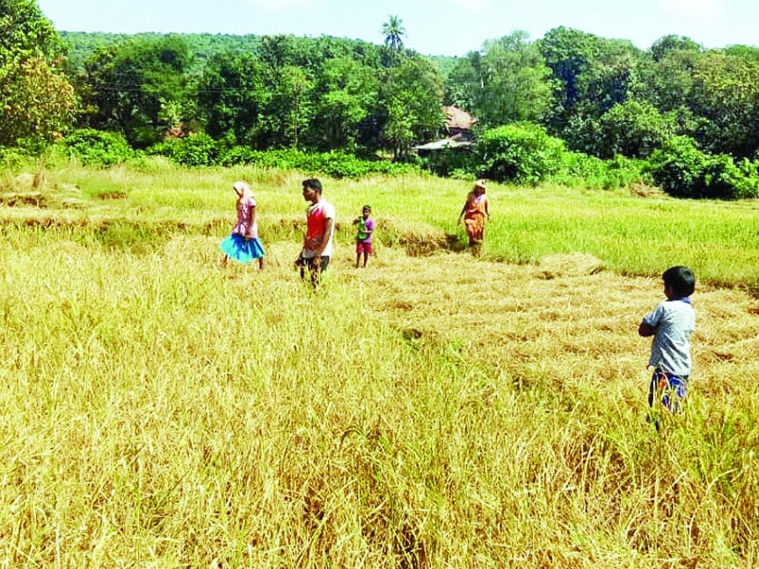 The storm caused havoc to the farmers, causing the highest damage in Rajapur taluka | वादळाने हिरावला शेतकऱ्यांच्या तोंडचा घास, सर्वाधिक नुकसान राजापूर तालुक्यात