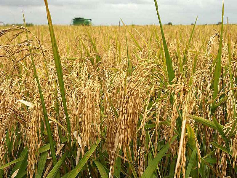 Farmers suffer due to paddy procurement center; Time to sell rice to low-cost traders | भात खरेदी केंद्राअभावी शेतकरी त्रस्त; कमी दरात व्यापाऱ्यांना भात विकण्याची वेळ