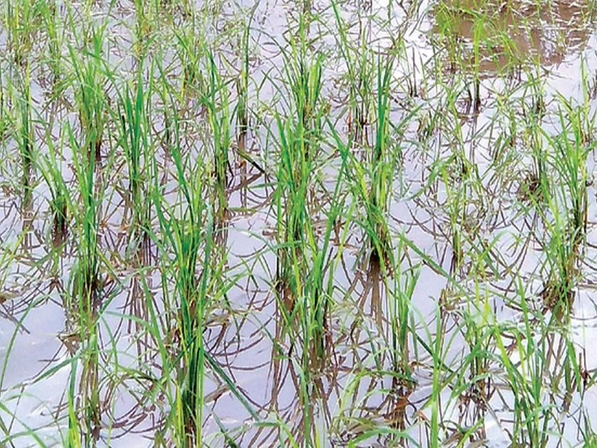Heavy rains disrupt 3 hectares of paddy in the district | अतिवृष्टीमुळे जिल्ह्यातील २१७५ हेक्टर भातशेती बाधित