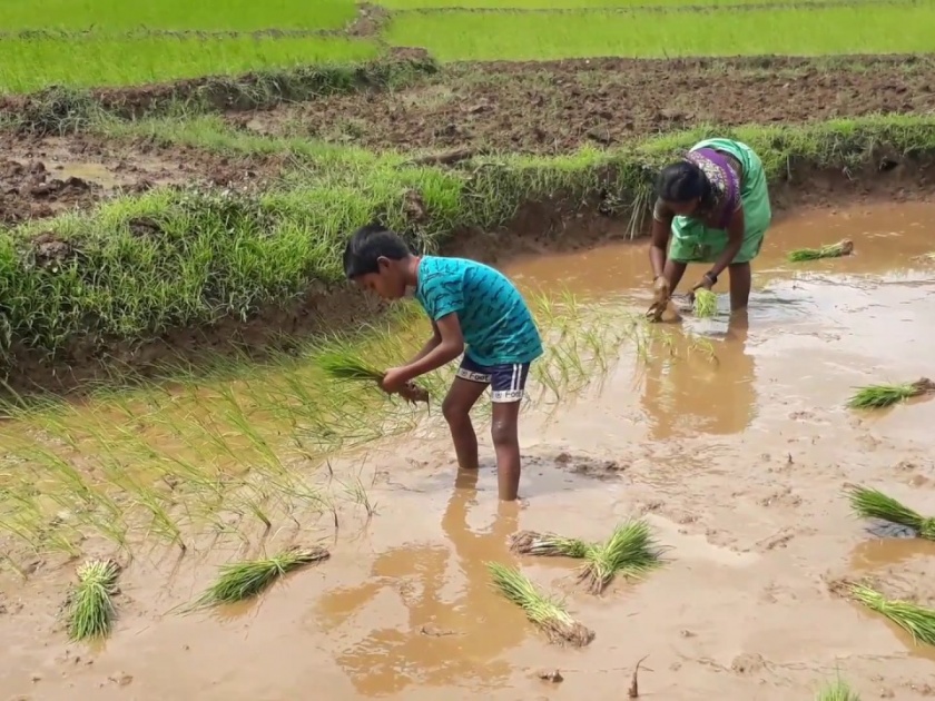 Paddy cultivation in paddy fields, rain pumpered with rain | सिंधुदुर्ग : कातळ भागातील भातशेती करपली, पावसाने मारली दडी