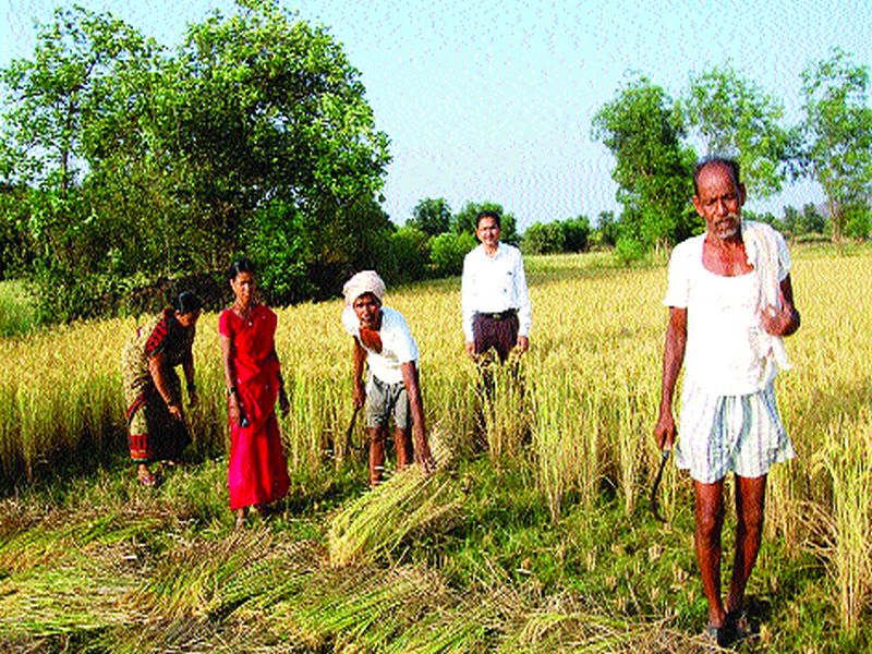 The pace of paddy cultivation | भातशेतीच्या कामाला वेग