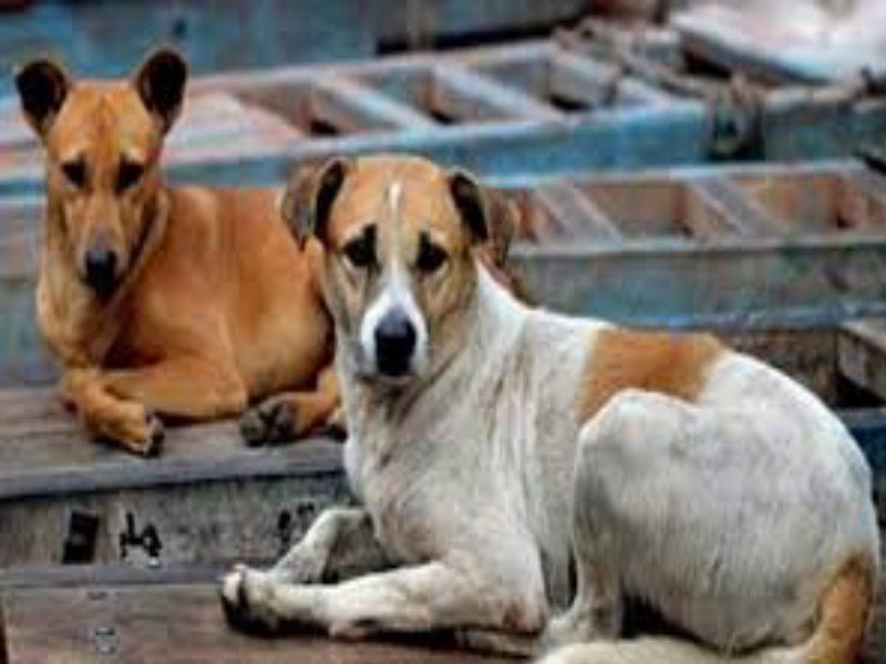 Every year millions rupees are used on sterilization, yet the terror of street dogs in the city | दरवर्षी निर्बीजीकरणावर लाखोंचा चुराडा, तरीही शहरात भटक्या कुत्र्यांची दहशत