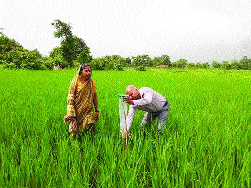 Infestation of diseases on rice cultivation in Karjat taluka | कर्जत तालुक्यात भातपिकावर रोगांचा प्रादुर्भाव
