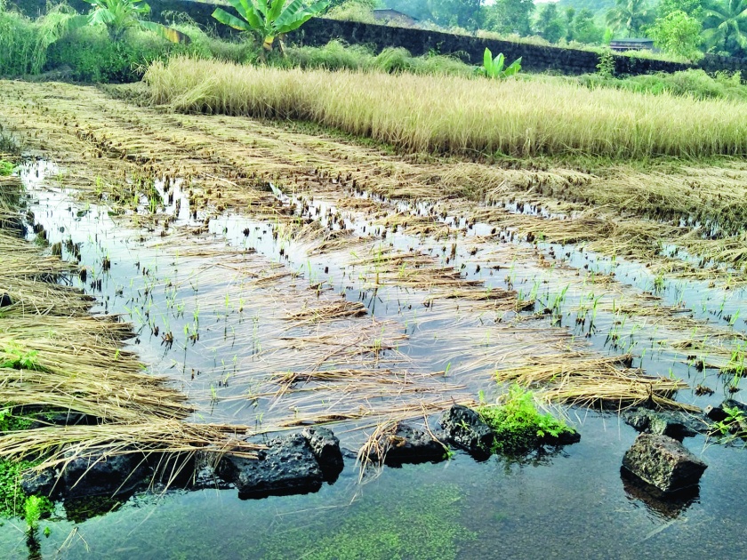 Farmers still in crisis due to return rains | परतीच्या पावसाने शेतकरी अजून संकटात -गुहागर -आबलोलीत भातशेतीचे नुकसान