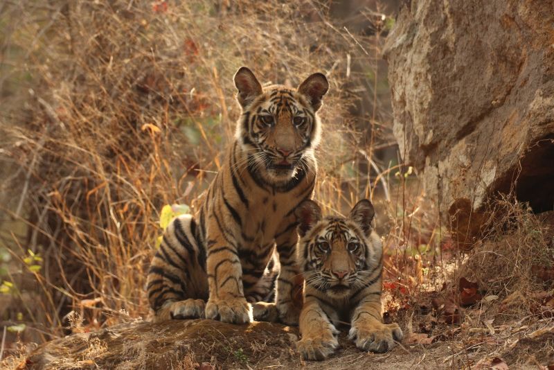 The new tiger appeared in 'Umred Karhandla' | ‘उमरेड कऱ्हांडला’त दिसून आले नवीन वाघ