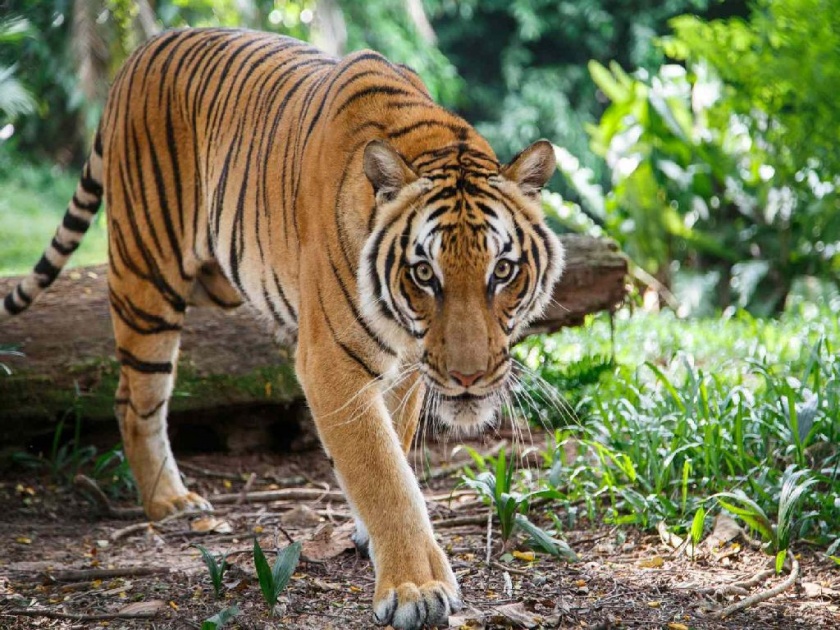 Melghat Tiger Reserve recorded 52 tigers, 22 calves and 147 leopards | मेळघाट व्याघ्र प्रकल्पात ५२ वाघ, २२ बछडे अन् १४७ बिबट