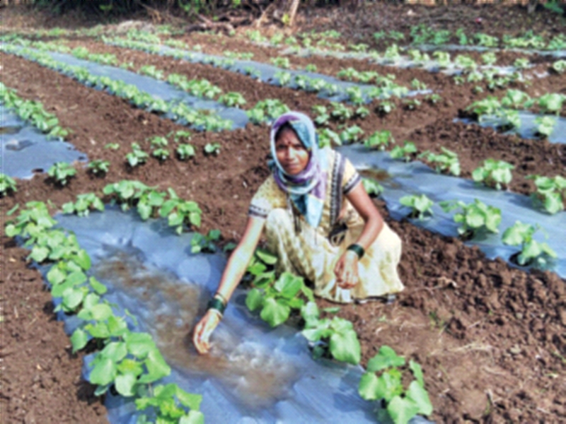 Okra growers in Shahapur in crisis due to untimely rains | अवकाळी पावसामुळे शहापूरमधील भेंडी उत्पादक संकटात