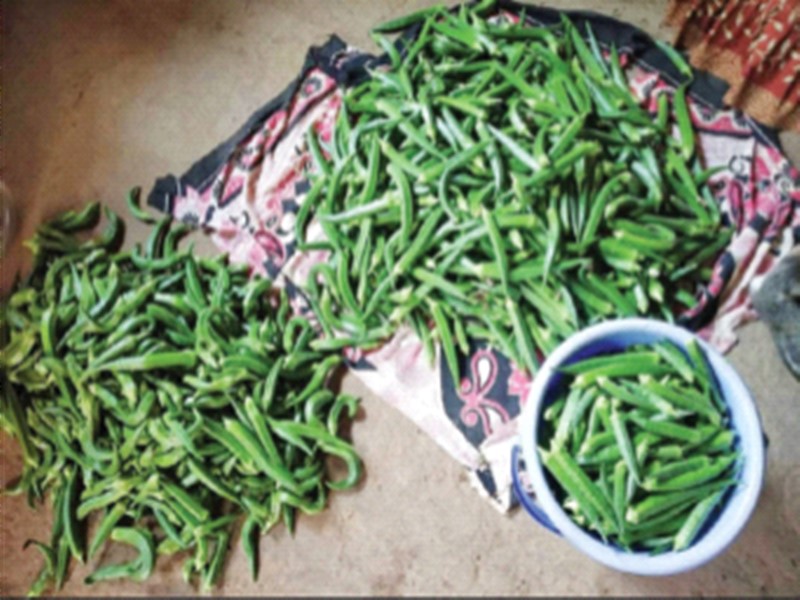Okra yields in just five goons | अवघ्या पाच गुंठ्यांत भेंडीचे घेतले भरघोस उत्पन्न