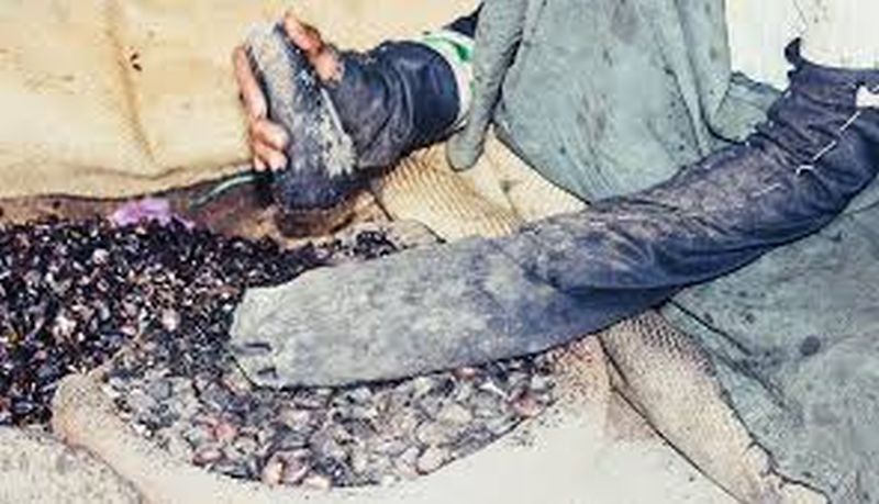  After shedding 10 kg Bhilawa nut you get only 1 kg of Godambi | १० किलो बिबे फोडल्यानंतर मिळते केवळ १ किलो गोडंबी