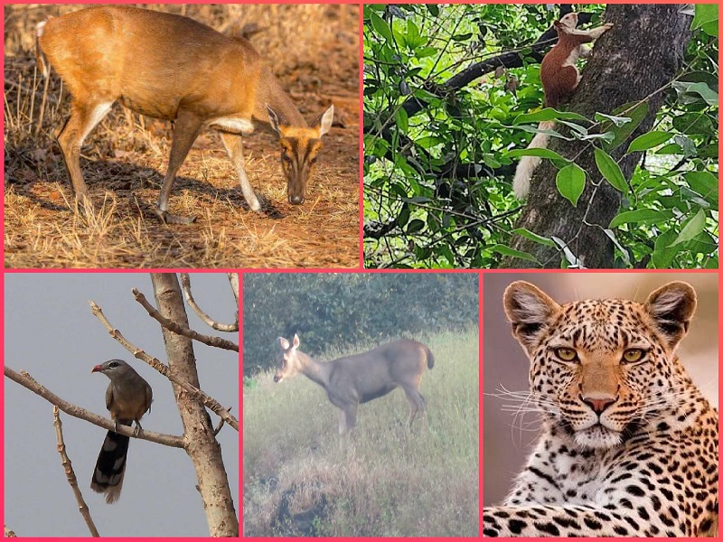 leopard disappears from bhimashankar sanctuary sugarcane farming number of sambars increased | भीमाशंकर अभयारण्यातून बिबट्या बेपत्ता, जंगल सोडून ऊस शेतीकडे; सांबरांची संख्या वाढली