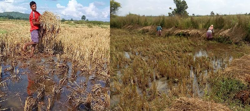 untimely rain cause heavy damage paddy crop farmer suffer losses | अवकाळी पावसाने हिरावला शेतकऱ्यांच्या ताेंडचा घास