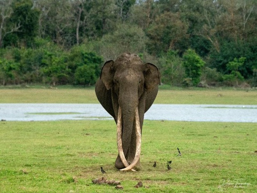 Bhogeshwar Passed Away, the longest-toothed elephant was known as an animal lover on social media | भोगेश्वर कालवश, सर्वात लांब दात असलेला हत्ती अशी होती ओळख, सोशल मीडियावर प्राणीप्रेमी भावूक 