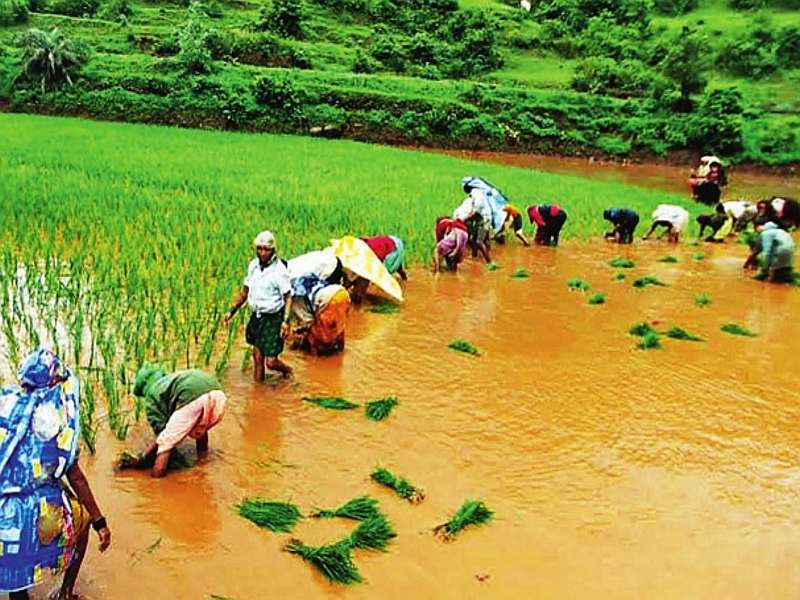 1,5 farmers waiting to be compensated | १,५६१ शेतकरी भरपाईच्या प्रतीक्षेत, ३० गावांतील शेतकरी अद्याप वंचित