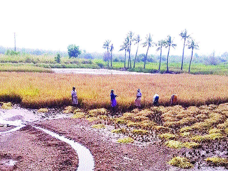 We are in trouble with paddy due to rain | पावसाने भातपिकासह आंबाही संकटात
