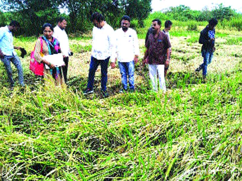MLA Gaikwad inspects paddy crop loss in dombivali | भातशेतीच्या नुकसानीची आमदार गायकवाड यांनी केली पाहणी